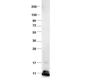 CCL2 Antibody