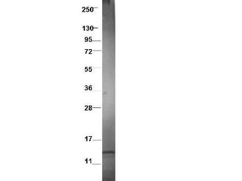 CCL3L1 Antibody