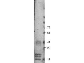 VEGF-A Antibody