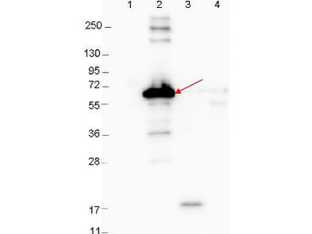 dbpA, BB_A24 Antibody