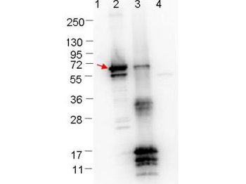 ErpA8 Antibody