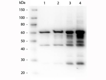 BB-H32, bba64 Antibody