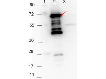 BB-H32, bba64 Antibody