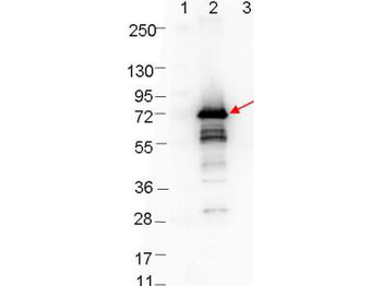 OspA Antibody