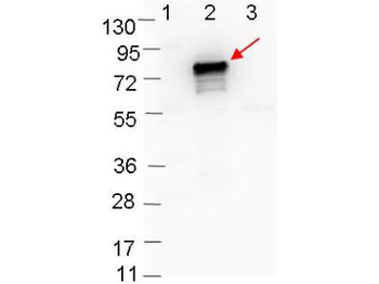 OspB Antibody