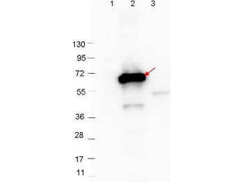 cspZ, BB_H06 Antibody