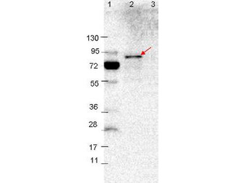 VlsE Antibody
