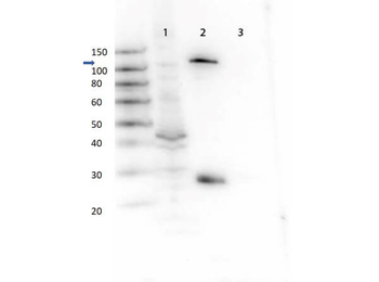 GAB1 Antibody