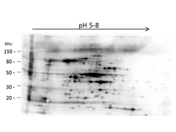 HMW E.Coli Host Cell Proteins Antibody