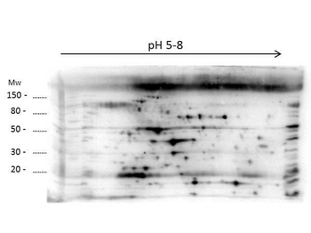 LMW E.Coli Host Cell Protein Antibody