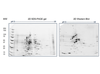 E.coli Combined HCP Antibody