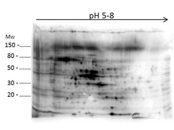 E.coli Combined HCP Antibody