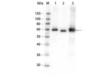 AKT1, AKT2, AKT3 Antibody