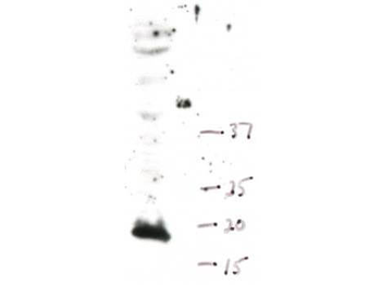 Histone H3 K4me1 Antibody