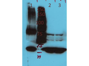 AGAP4 Antibody