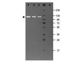 Beta Galactosidase Antibody Fluorescein Conjugated
