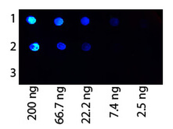 Protein G Antibody Fluorescein Conjugated