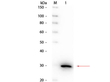 Carbonic Anhydrase II Antibody Peroxidase Conjugated
