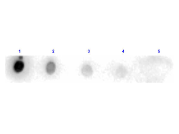 Trypsin Antibody Peroxidase Conjugated