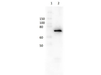 Dextranase (Penicillium Species) Antibody Biotin Conjugated