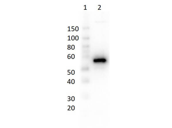 PRC1 Antibody (Biotin)
