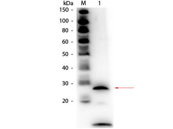 Trypsin Antibody Biotin Conjugated