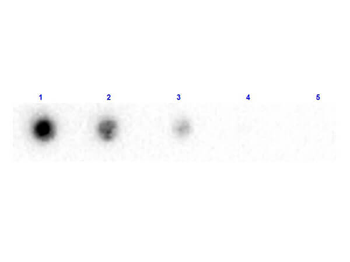 Beta-2-Microglobulin Antibody Biotin Conjugated