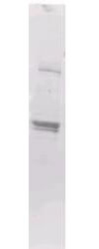 Maltose Binding Protein (MBP) Epitope Tag Antibody Biotin Conjugated