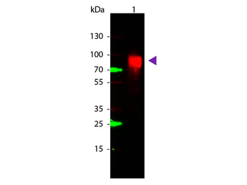 gox Antibody