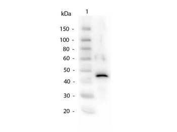 ADH1 Antibody