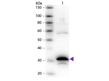 Carboxypeptidase A Antibody