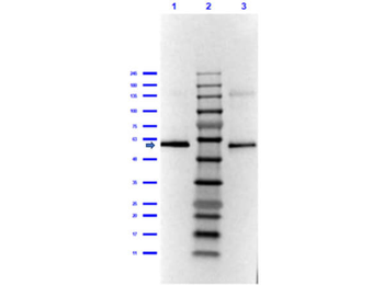 Lipoamide Dehydrogenase Antibody