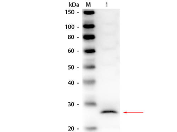 Elastase Antibody