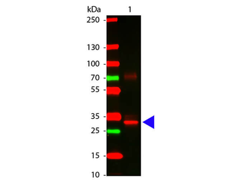 L-Asparaginase Antibody
