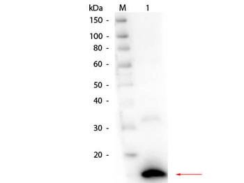 Ribonuclease A Antibody