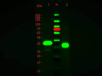 Ovalbumin Antibody Fluorescein Conjugated