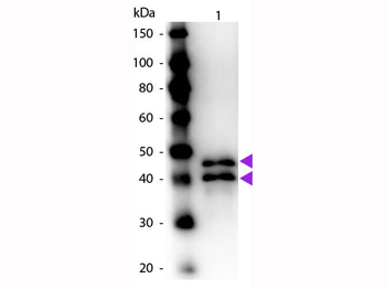 Ovalbumin Antibody Peroxidase Conjugated