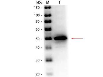 Alkaline Phosphatase Antibody Peroxidase Conjugated