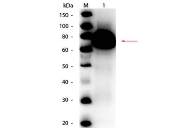 gox Antibody (HRP)
