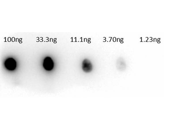 Carbonic Anhydrase II Antibody Peroxidase Conjugated