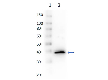 Mutarotase Antibody Peroxidase Conjugated