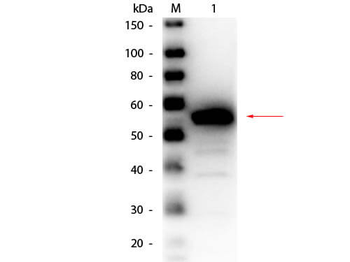CES3 Antibody (HRP)