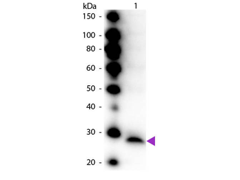 PRSS2 Antibody (HRP)