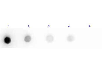 Trypsin Inhibitor Antibody Peroxidase Conjugated