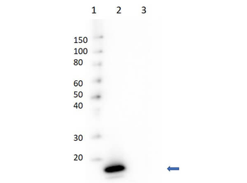 Avidin Antibody Peroxidase Conjugated