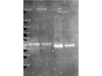 Ovalbumin Antibody Biotin Conjugated