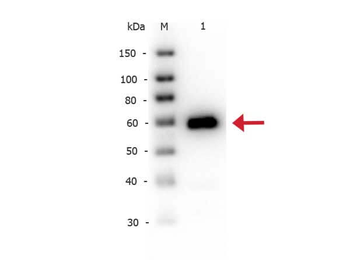 Alkaline Phosphatase Antibody Biotin Conjugated