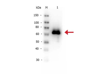 Glucose Oxidase Antibody Biotin Conjugated