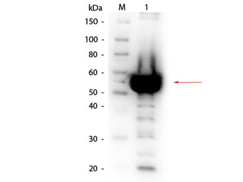 Alpha Amylase Antibody Biotin Conjugated