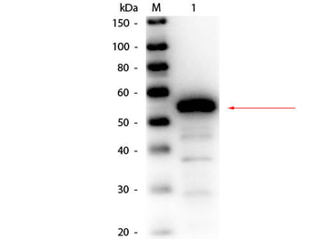 CES3 Antibody (Biotin)